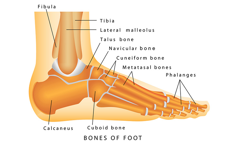 bones of the foot